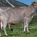 31-05-2021-it021002303978-plangger-superstar-valeska-mutter