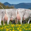 11-05-2015-panorama-joas-vigor-massimo-sesam-c