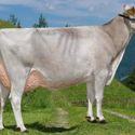 13-06-2017-it021001857339-bertagnolli-sesam-halme