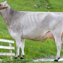 15-05-2023-it021002449076-breitenberger-blooming-nansy