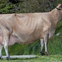01-06-2021-it021001962948-pramstaller-blackstone-stella